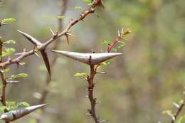 Image of Vachellia horrida (L. fil.) Kyal. & Boatwr.