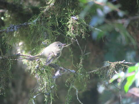 Phylloscartes ventralis (Temminck 1824)的圖片