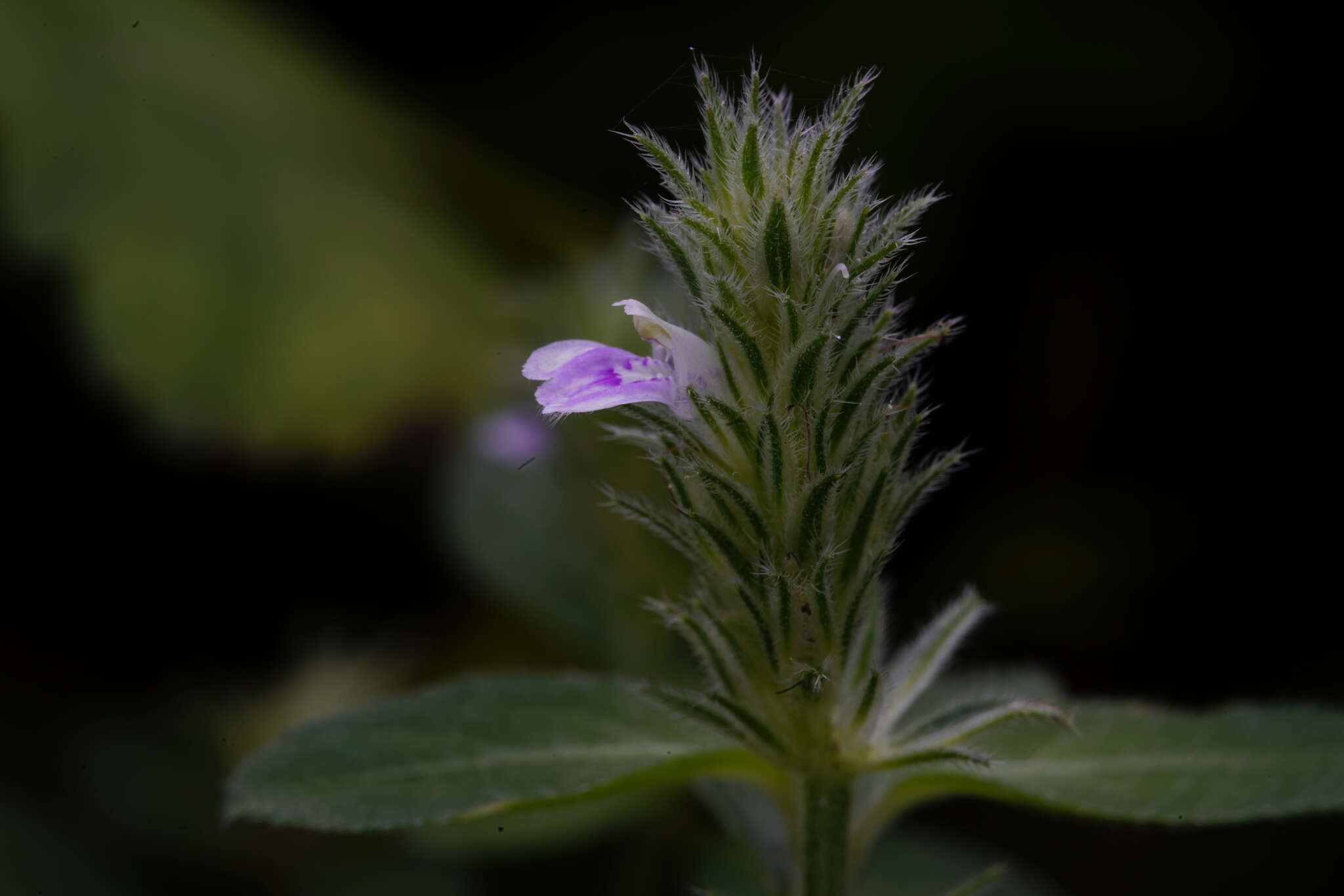 Image of Justicia procumbens L.