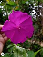 Слика од Ipomoea purga (Wender.) Hayne