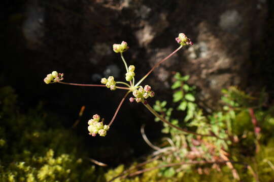 Image of Pimpinella niitakayamensis Hayata