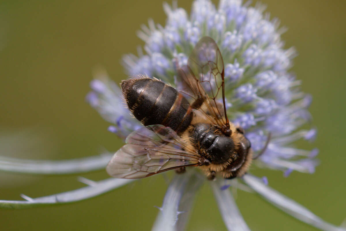 Plancia ëd Andrena rosae Panzer 1801