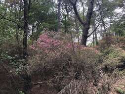 Imagem de Rhododendron rubropilosum Hayata