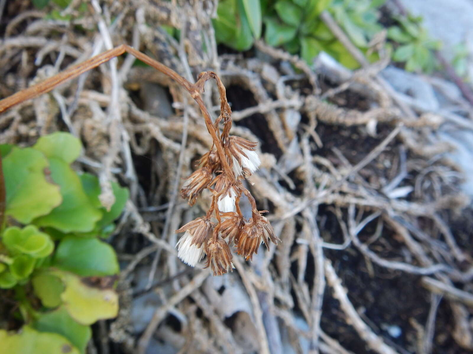 Plancia ëd Senecio angulatus L. fil.