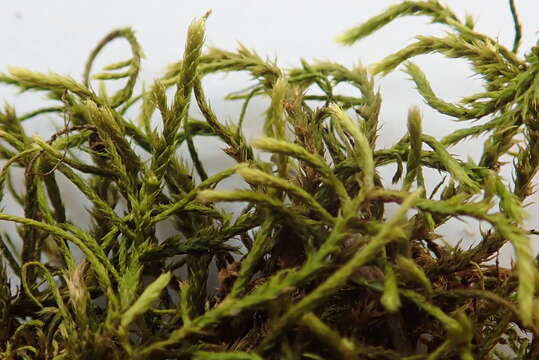 Image of California antitrichia moss