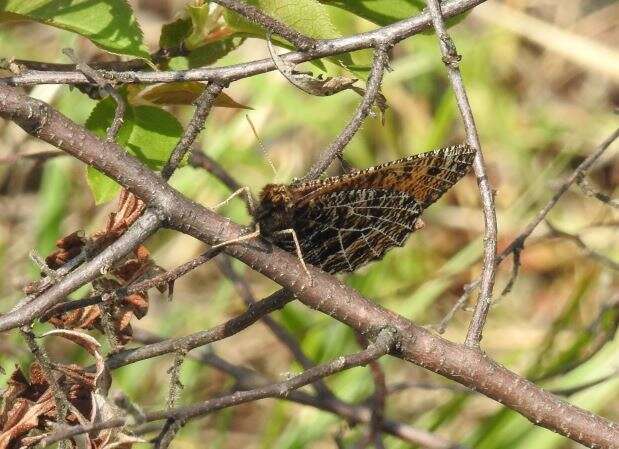 Image of Chryxus Arctic