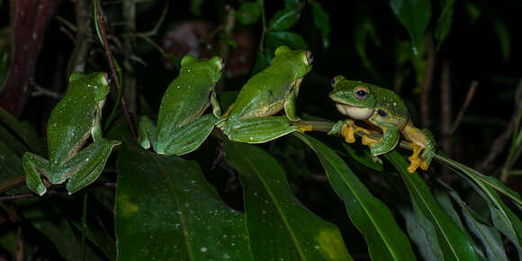 Plancia ëd Rhacophorus kio Ohler & Delorme 2006