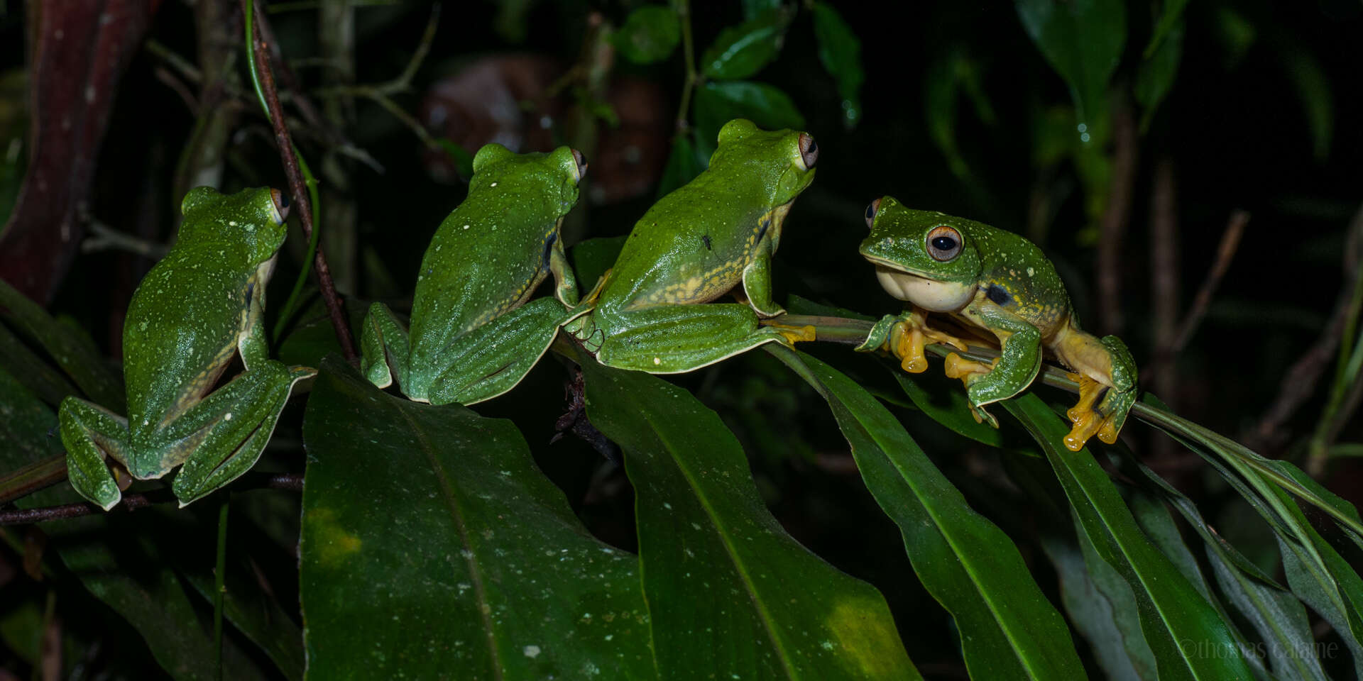 Imagem de Rhacophorus kio Ohler & Delorme 2006