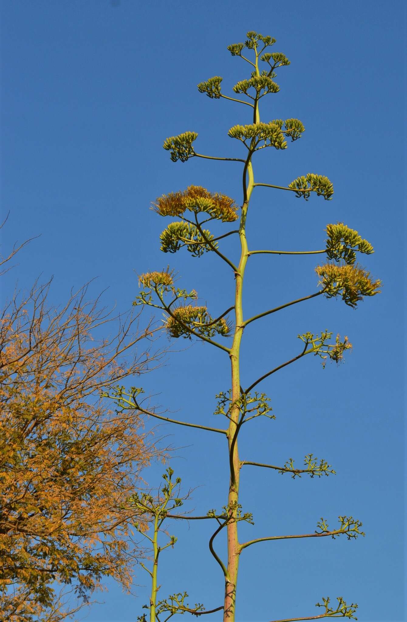 Plancia ëd Agave sisalana Perrine