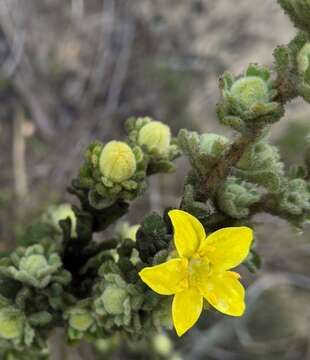 Image of Asterolasia phebalioides F. Müll.