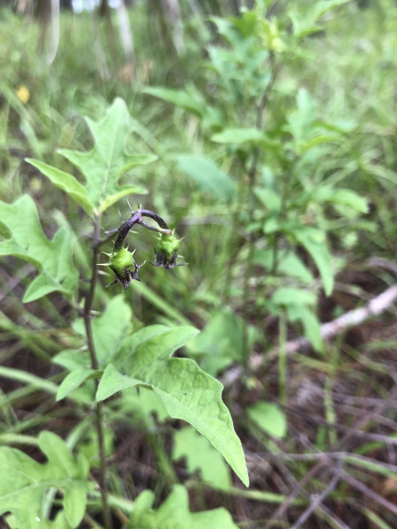 Image of Florida horsenettle