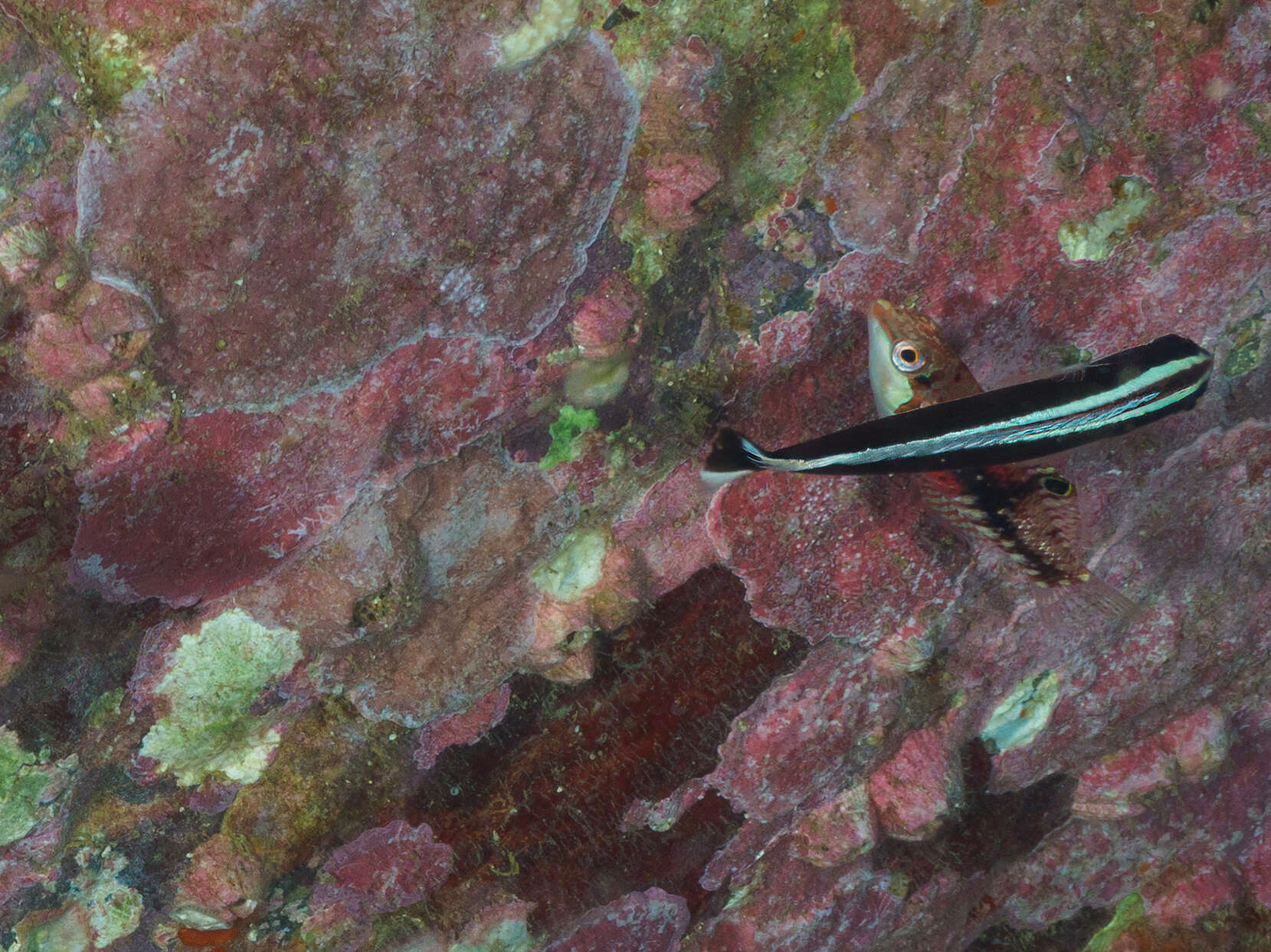 Image of Yellowfin damsel