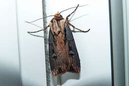 صورة Agrotis volubilis Harvey 1874