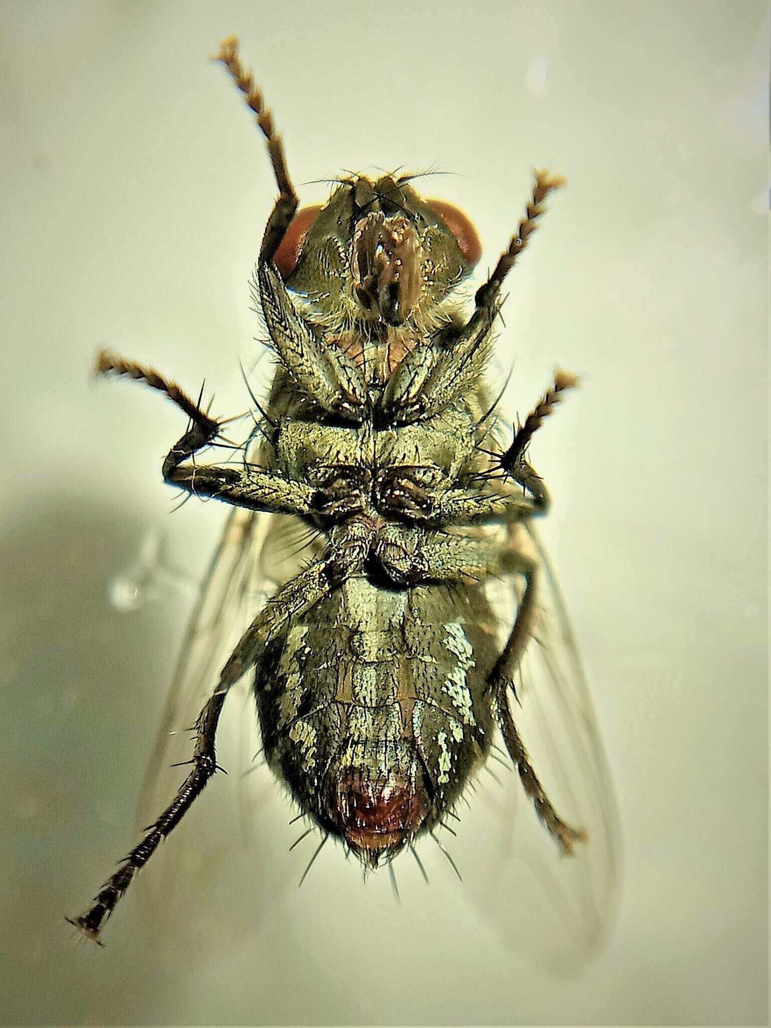 Image of Flesh fly