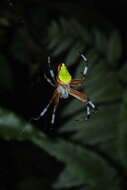 Image of Eriophora nephiloides (O. Pickard-Cambridge 1889)