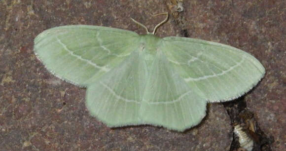 Image of small emerald moth