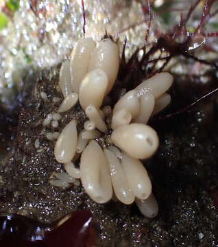 Image of Stalked Vase Sponge