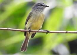 Image of Sooty-headed Tyrannulet