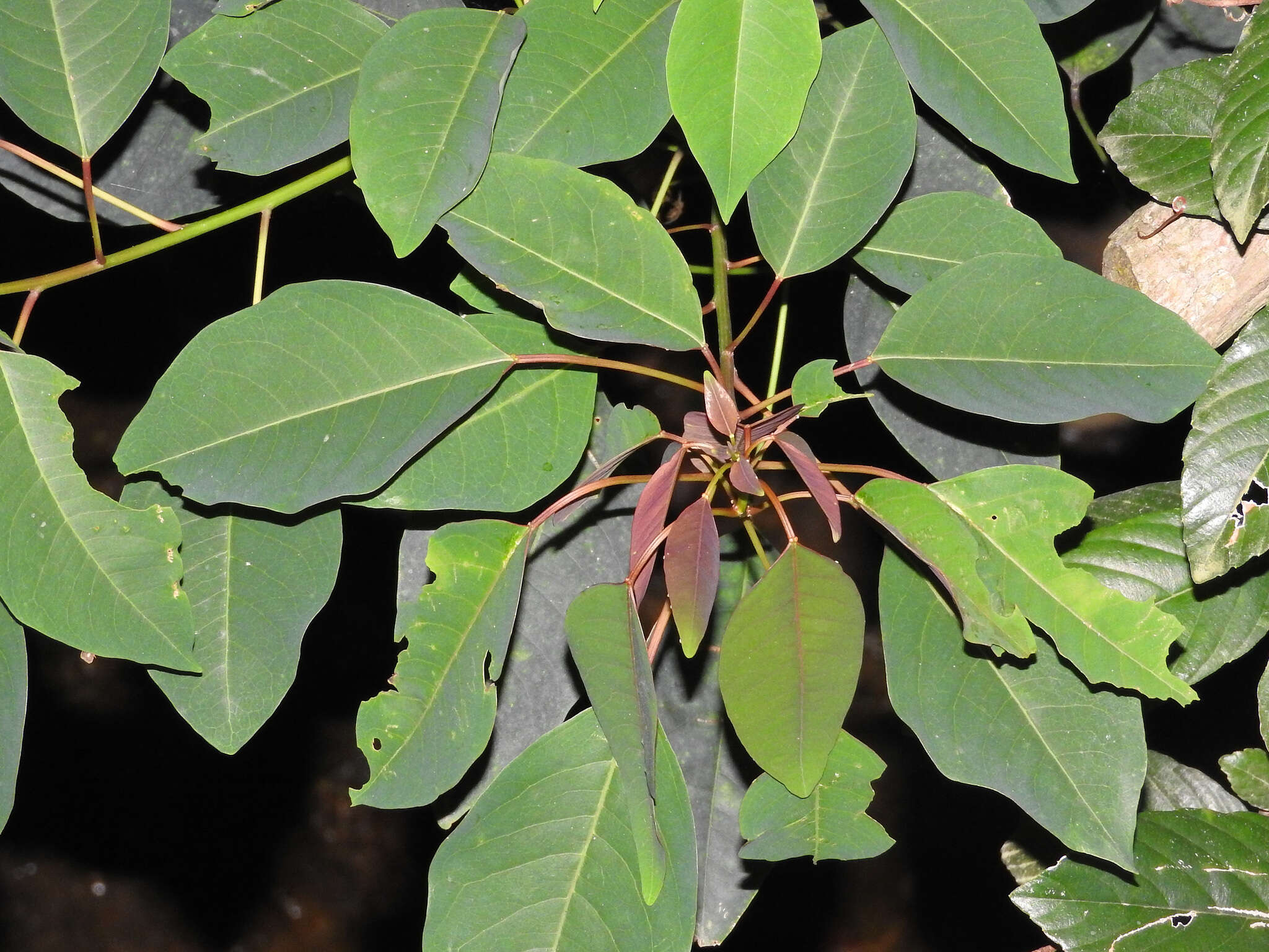 Image of Triadica cochinchinensis Lour.