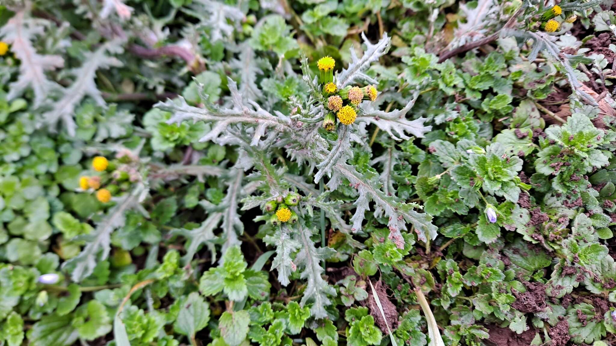 Слика од Senecio vulgaris subsp. vulgaris