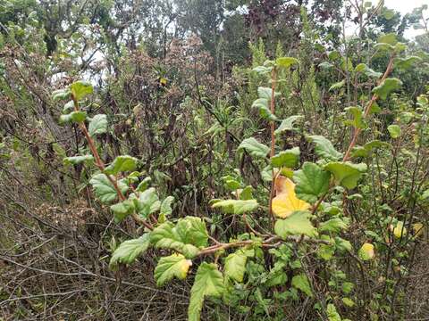 Image of Ribes punctatum Ruiz & Pav.