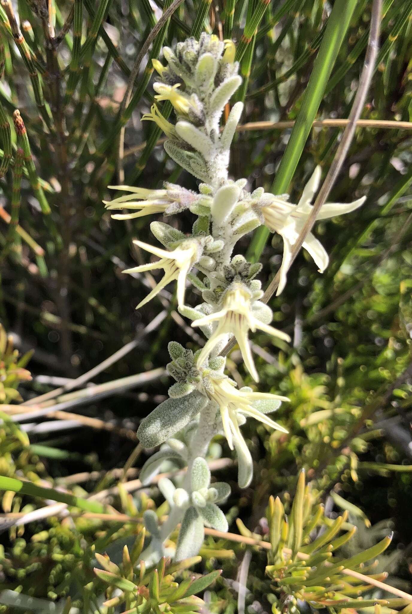 Image of Cyphanthera albicans (A. Cunn.) Miers