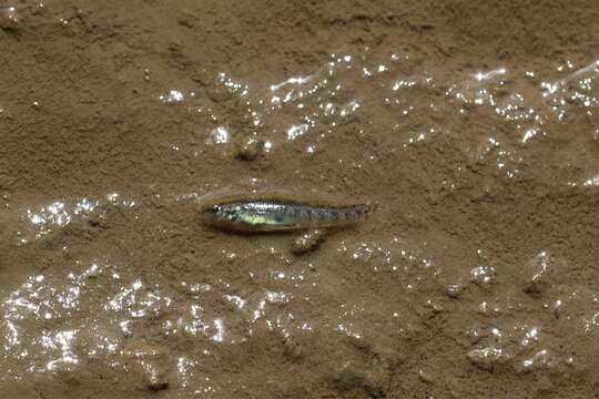 Image of Slough Darter