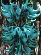 Image of Jade Vine