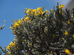 Image of Genista microphylla DC.