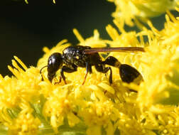 Image of Discoelius dufourii Lepeletier 1841