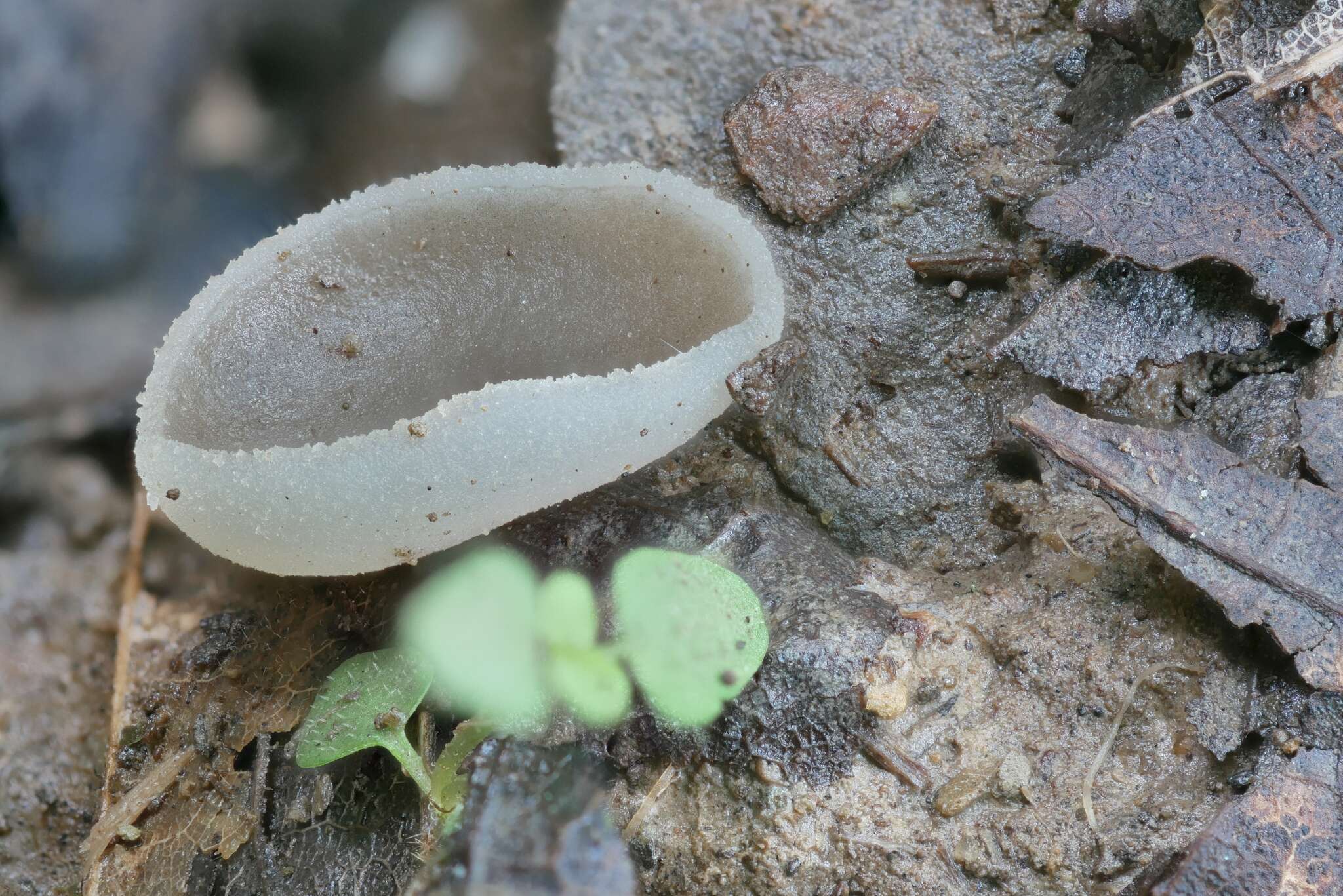 Imagem de Pachyella celtica (Boud.) Häffner 1993