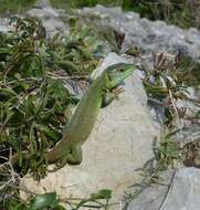 Image of Western Green Lizard