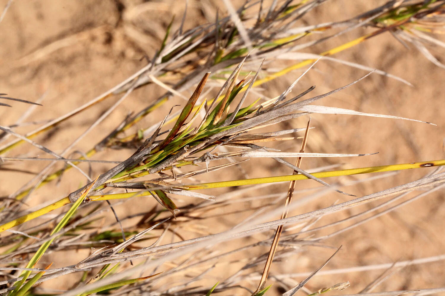 Image of Cleistochloa subjuncea C. E. Hubb.