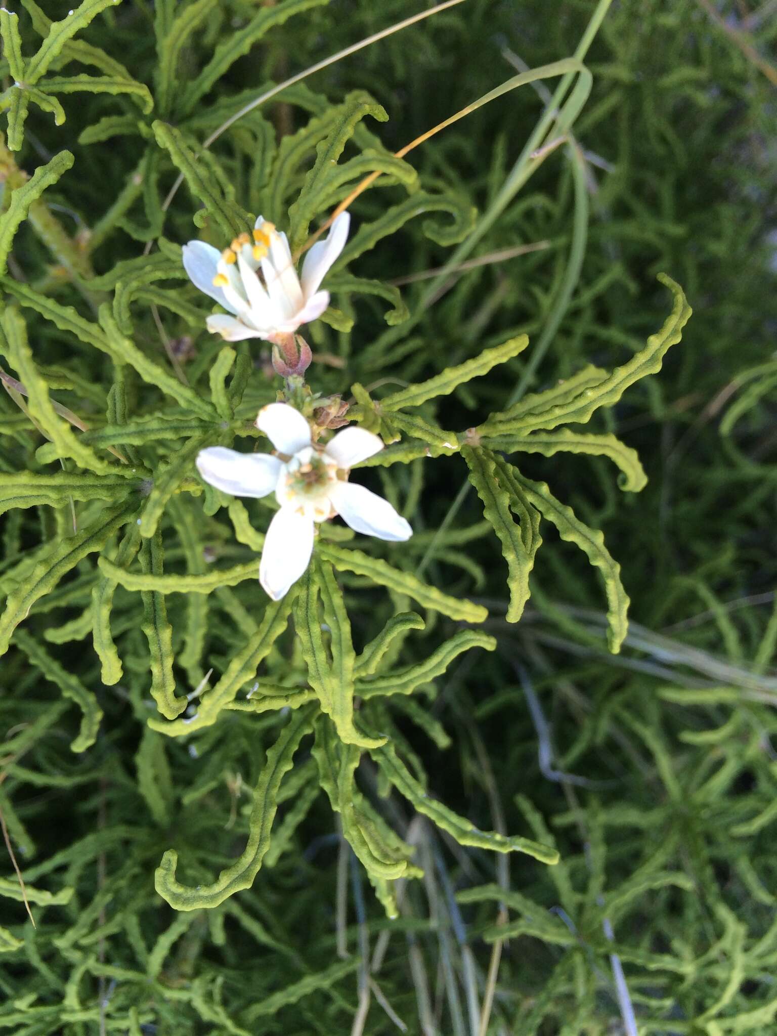 Image de Choisya dumosa (Torr.) Gray