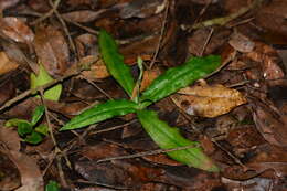 Image of Habenaria plantaginea Lindl.