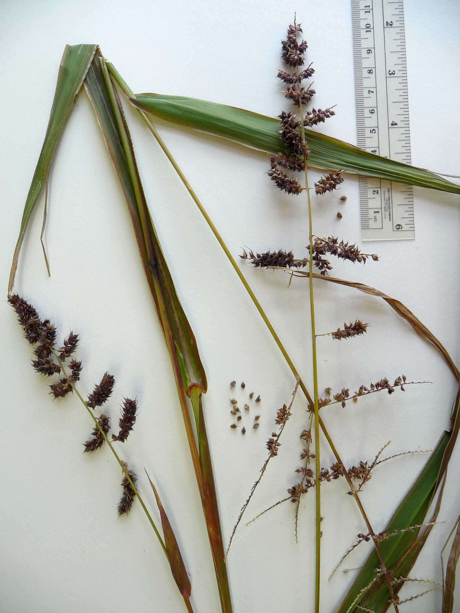 Plancia ëd Echinochloa muricata (P. Beauv.) Fernald