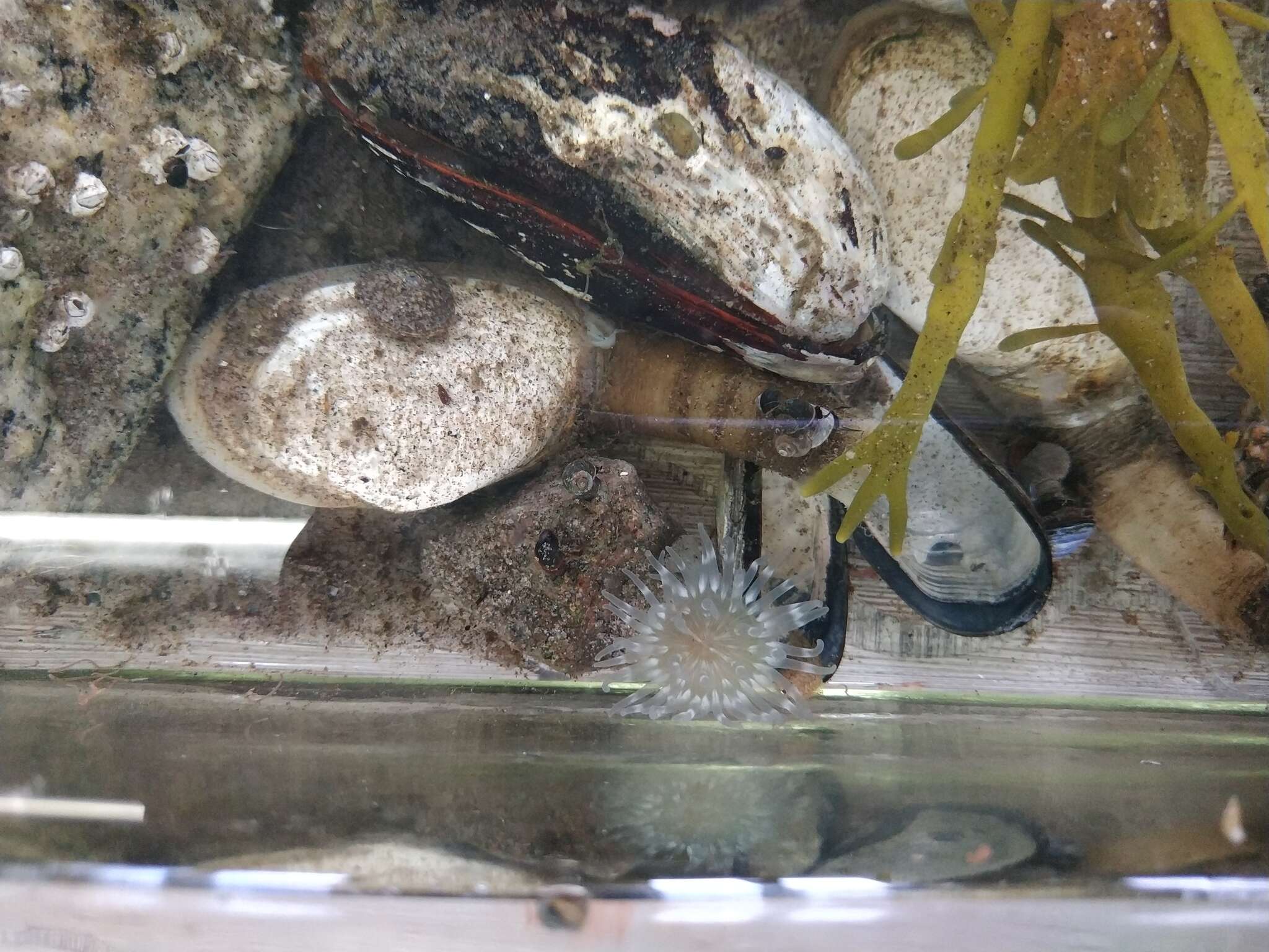 Image of silver-spotted sea anemone