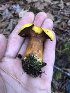 Buchwaldoboletus hemichrysus (Berk. & M. A. Curtis) Pilát 1969 resmi