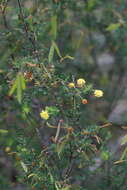 Image of Acacia browniana H. L. Wendl.