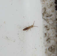 Image of Orchesella ainsliei Folsom & JW 1924