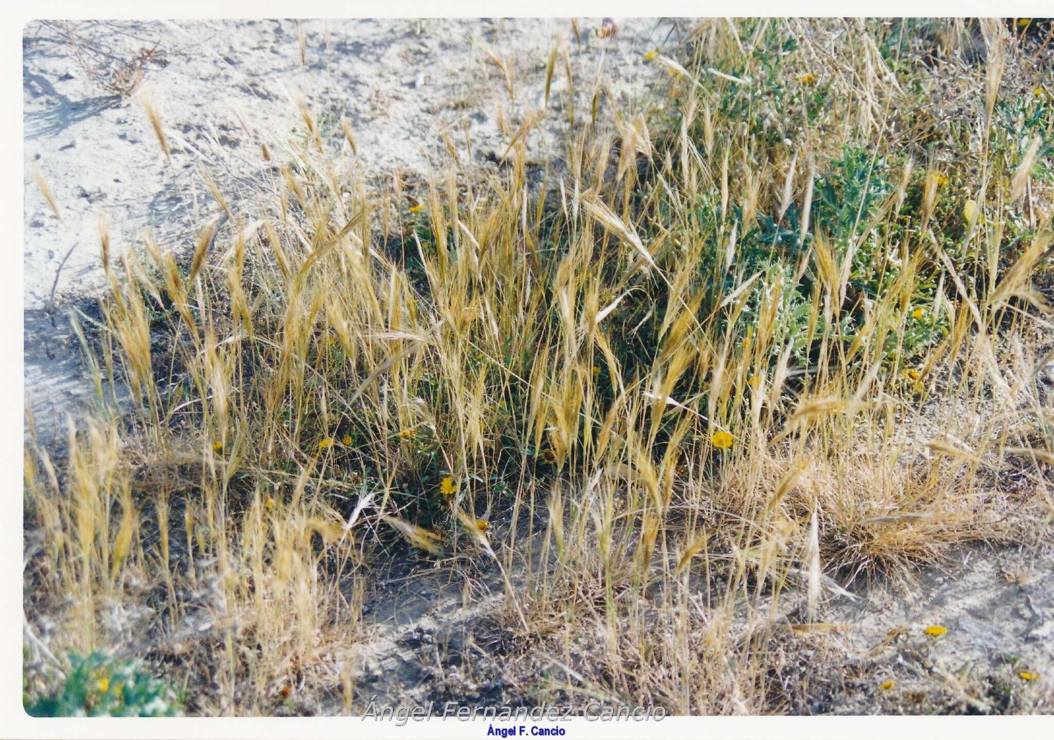 صورة Stipellula capensis (Thunb.) Röser & Hamasha