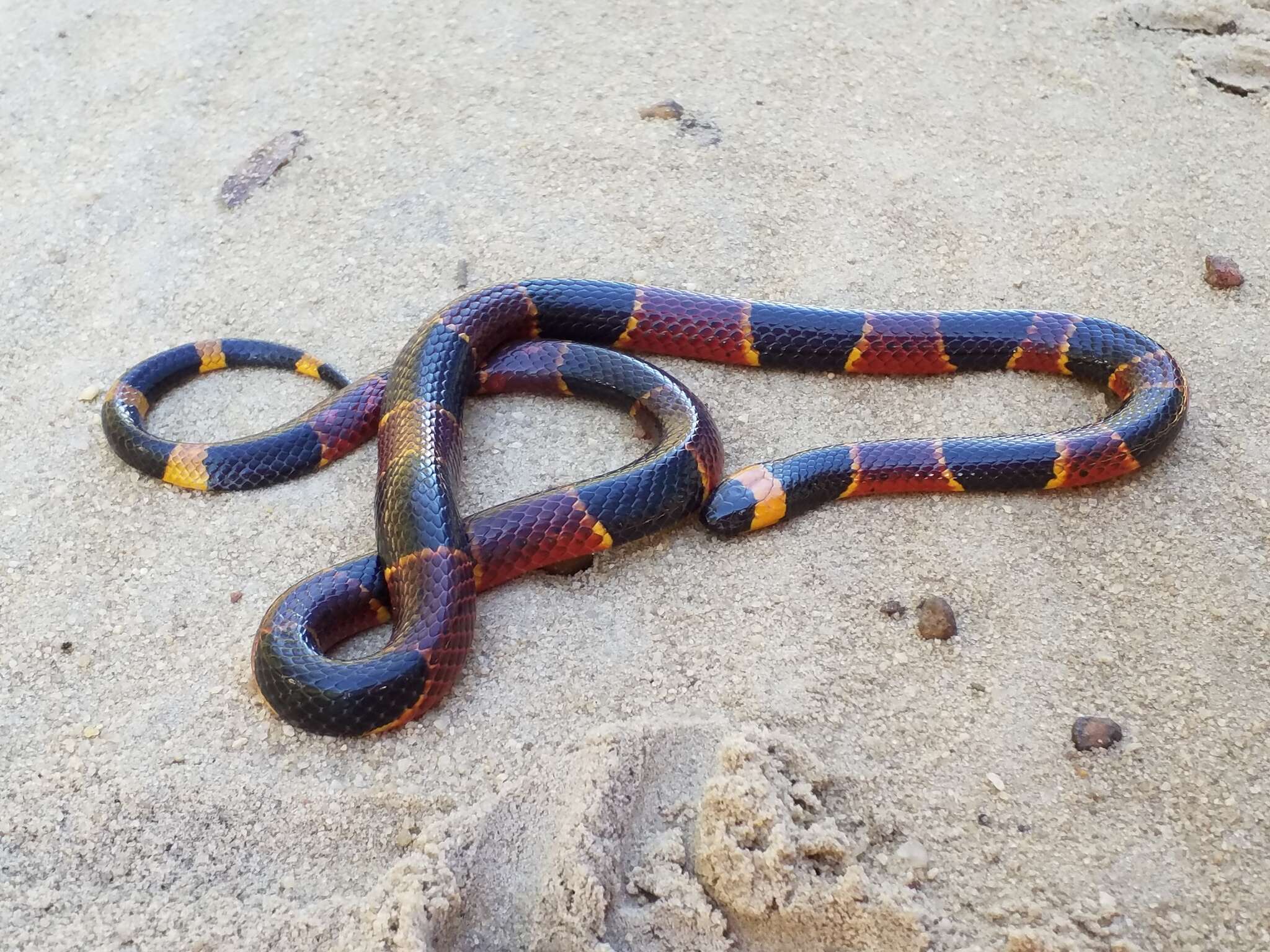 Image of Eastern Coral Snake