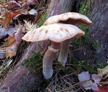 Image of Armillaria ostoyae (Romagn.) Herink 1973