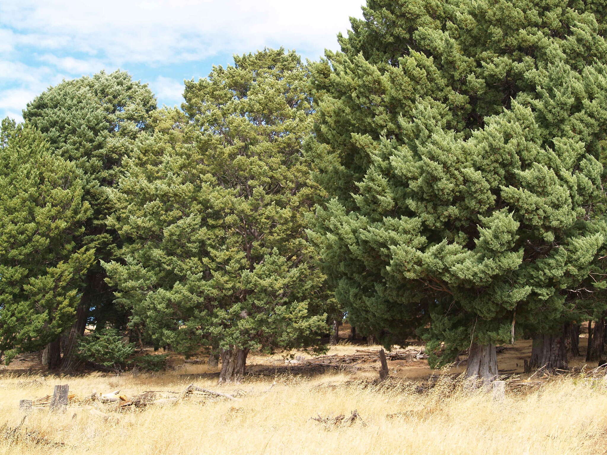 Plancia ëd Cupressus guadalupensis S. Watson