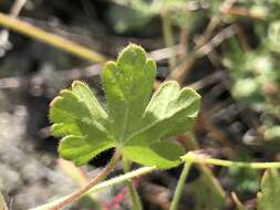 Image of Mogollon geranium