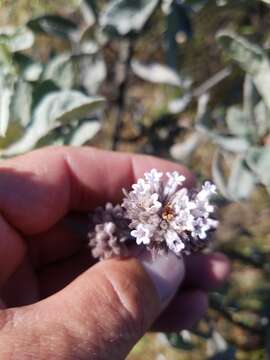 Image of Pacific yerba santa