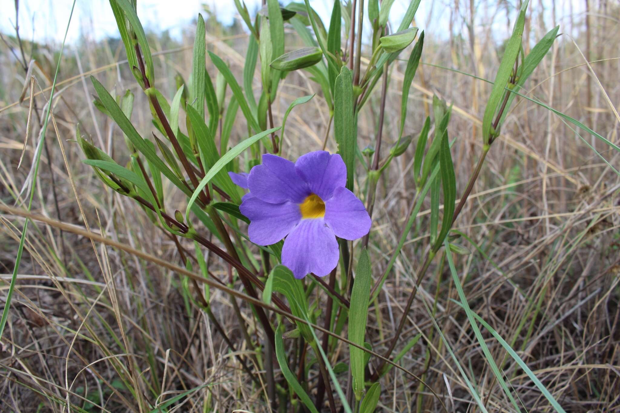 Image of Thunbergia lancifolia T. Anders.