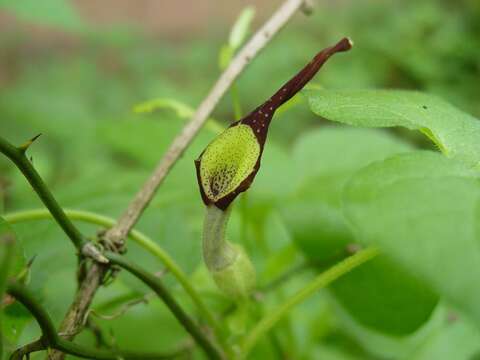 Image de Aristolochia pentandra Jacq.