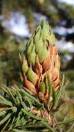 Слика од Pineus (Pineodes) pinifoliae (Fitch 1858)