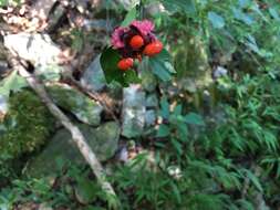 Euonymus americanus L. resmi